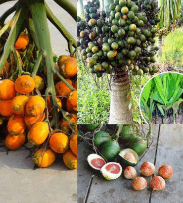 Areca Nuts